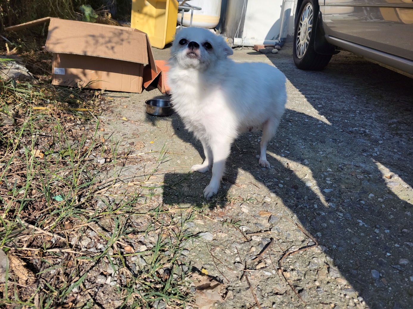 종료(기증) 믹스견…